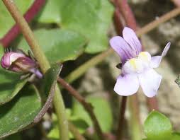 Image result for Scrophulariaceae