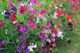Image result for Lathyrus