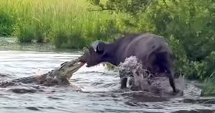 Bị cá sấu sông Nile tấn công, trâu rừng dùng "thần lực" kéo văng cả con  quái thú lên bờ | Tin nhanh chứng khoán