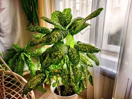 Image result for beautiful dieffenbachia