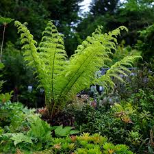 Image result for Dryopteris antarctica