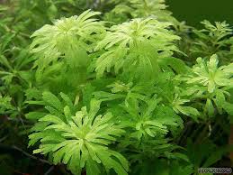 Image result for Limnophila fluviatilis