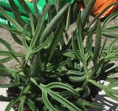 Image result for Kalanchoe laciniata