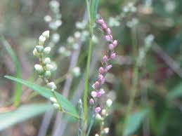 Image result for Persicaria strigosa
