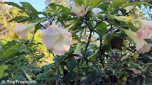 Image result for Aeollanthus suaveolens