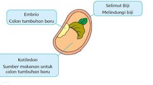 Kunci jawaban latihan soal tengah semester 1 (uts/pts), tema 1 kelas 4 subtema 1 dan 2 indahnya kebersamaan; Kunci Jawaban Tema 1 Kelas 3 Sd Halaman 155 156 159 160 Subtema 4 Daur Hidup Tanaman Semangka Tribun0307