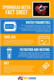 Their preferred live food is obviously mosquito larvae, but that can be hard to come by and there can be certain legal ramifications relating to breeding mosquitos. Spoonhead Betta Care Guide On Everything You Need To Know