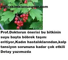 Bobrek Tasini Eriten Daha Bir Cok Hastaliga Iyi Gelen Bitki Herbs Plants Fun