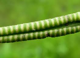 Image result for Ophioglossum costatum