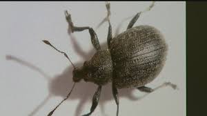 1.) carpet beetles are attracted to you when you are sleeping because of the co 2 gas you exhale, 2.) carpet beetles are very shy, so they are hard to find, and 3.) carpet beetles also usually come out in the wee hours of the morning. Seeing Little Black Bugs Here S What They Are Youtube