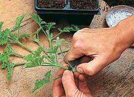 Bouturage Des Anthemis Fuchsia Geranium Et Patate Douce Boutures Jardins Bouture Geranium