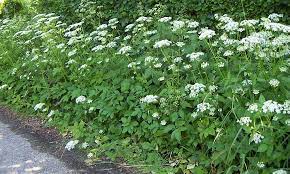 Check spelling or type a new query. Goutweed Ground Elder En