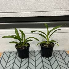 Image result for Angraecum calceolus