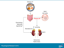 Regulation Of The Renal Nacl Cotransporter And Its Role In Potassium Homeostasis Physiological Reviews