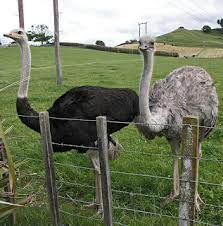 Birds Of The Bible – Ostrich | Lee's Birdwatching Adventures Plus