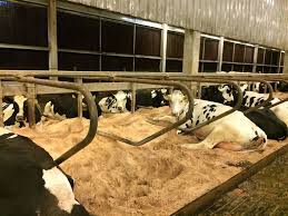 Matando a saudade da minha terra querida tangara da serra ouvindo as melhores musicas modão sertenejas pela radio tangara abraços a todos. Fazenda Colorado Reduz A Diferenca Da Media No Verao De 7 Para 2 Kg Vaca