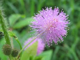 Natural beauty/ beautiful flower's photos, videos, images. It Is Very Beautiful Flower Photo Image Plants Fungi Lichens Flowers Wildflowers Images At Photo Community