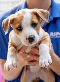 Petfinder.org, the largest database of adoptable pets, has a policy that but when you adopt a dog from an animal shelter, the dog adoption fees may range from nothing to $250, according to the nest. Dogs Rspca South Australia