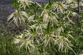 Image result for Toddalia crenulata