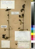 Image result for Combretum cinereopetalum