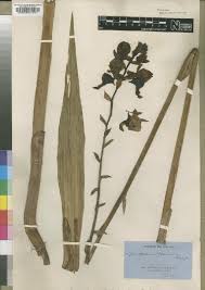 Image result for Eulophia horsfallii