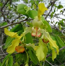 Image result for Monodora