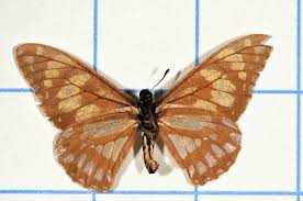 Image result for Disa brevicornis