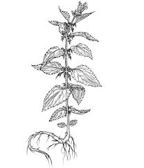 Black And White Plants Drawing Black And White Drawing Of Nettle Google Search Tree Drawings Pencil Pretty Flower Tattoos Botanical Illustration Tattoo