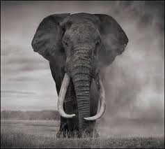 Nick Brandt Elephant In Dust Amboseli Jpg Elephants Photos Nick Brandt Elephant Photography