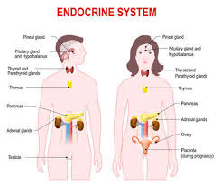 1) die haut wird sensibel innerviert. Menschliche Organe Innere Organe Festgelegt Menschliche Anatomie Innere Korperteile Korper Zhiznideyatelnosti Satz Vektorelemente Knochen Gehirn Herz Lecco Nieren Geschlechtsorgane Fortpflanzungsfunktion Lizenzfrei Nutzbare Vektorgrafiken