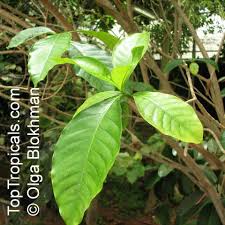 Image result for Voacanga africana