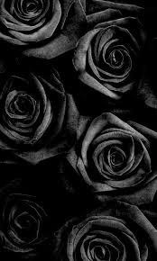 Wallpaper Black Rose Black Rose Wallpaper Black Phonewallpaperblack Rose In 2020 Black Roses Wallpaper Black Flowers Wallpaper Rose Wallpaper