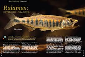 The coloration of barilius is also comparable to that of young trout. Amazonas Dazzling Danios Issue Inside Look Amazonas Magazine