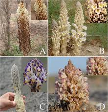 Image result for Cistanche