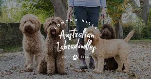 Ask questions and learn about goldendoodles at nextdaypets.com. Lomond Hills Labradoodles Australian Labradoodle Puppies For Sale