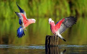 We've gathered more than 5 million images uploaded by our users and sorted them by the most popular ones. Full Hd Birds Wallpapers Download Birds Wallpapers Quotes Image Com