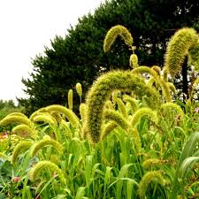 Image result for Setaria italica