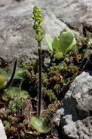 Image result for Holothrix villosa