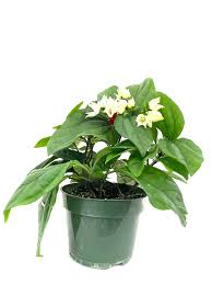Image result for Clerodendrum toxicarium
