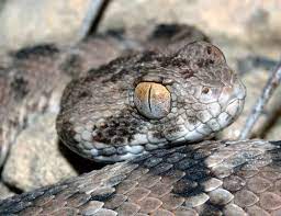 Echis Pyramidum Leakeyi Kenyan Carpet Viper Leakey 8217 S Saw Scaled Viper Pit Viper Leakey Lizard