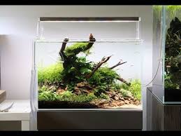 Namun ternyata ada juga tanaman aquascape tanpa co2 yang tetap bisa hidup. Low Tech Nano Aquascape Non Co2 Update And Weekly Maintenance Guide Youtube