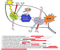 Print this coloring page (it'll print full page). Photosynthesis Coloring Key By Biologycorner Teachers Pay Teachers