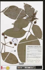 Image result for Pachylobus