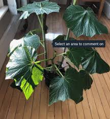 Image result for Begonia ciliobracteata