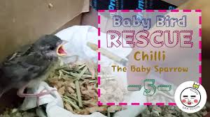 Baby Bird Rescue How To Make Baby Bird Food Youtube