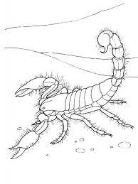 October 29, 2021 by coloring. Free Printable Scorpion Dibujo Para Imprimir Free Printable Scorpion Dibujo Para Imprimir Dibujo Para Imprimir