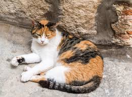 We did not find results for: 6 Different Types Of Calico Cats With Pictures Excited Cats