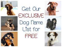Give your female dog an athletic name! 59 Fantastic Dog Names That Mean Loyal Dog Names Egyptian Dog Dogs