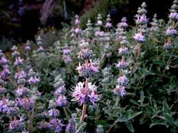 Check spelling or type a new query. Purple Sage Salvia Leucophylla