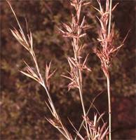 Image result for Cymbopogon pospischilii